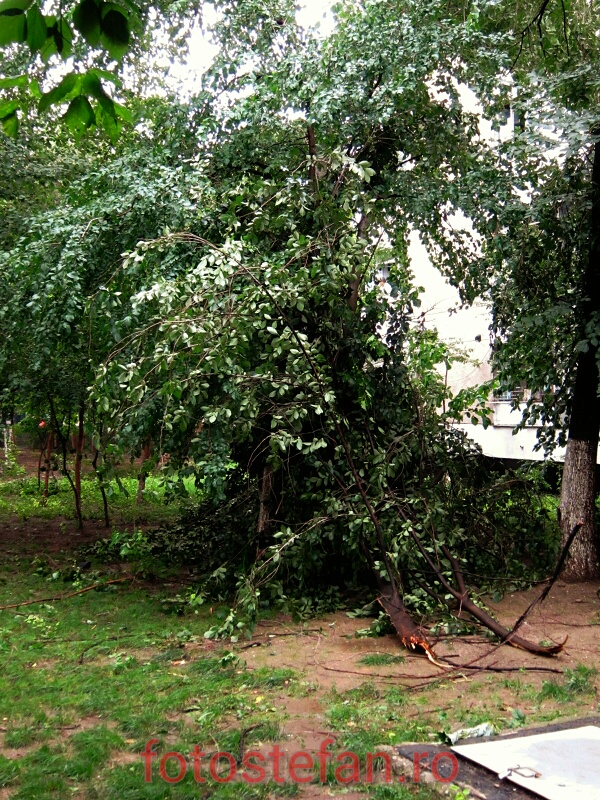 copac rupt de furtuna