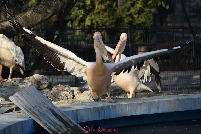 pelicani zoo baneasa