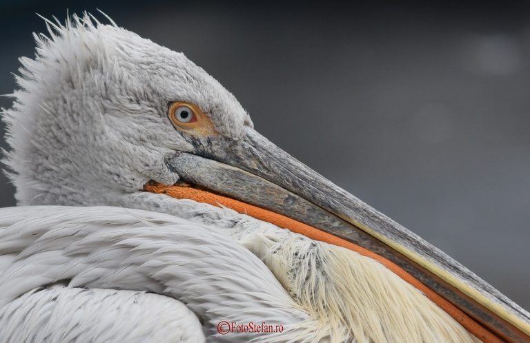 pelican gradina zoologica bucuresti
