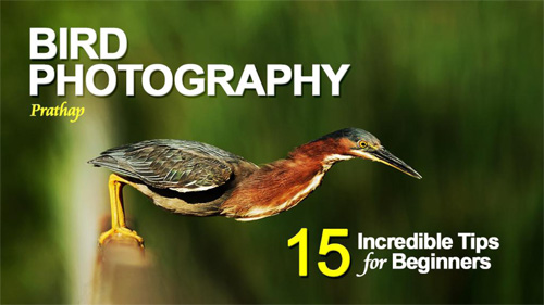 ebook 15 Incredible Bird Photography Tips For Beginners