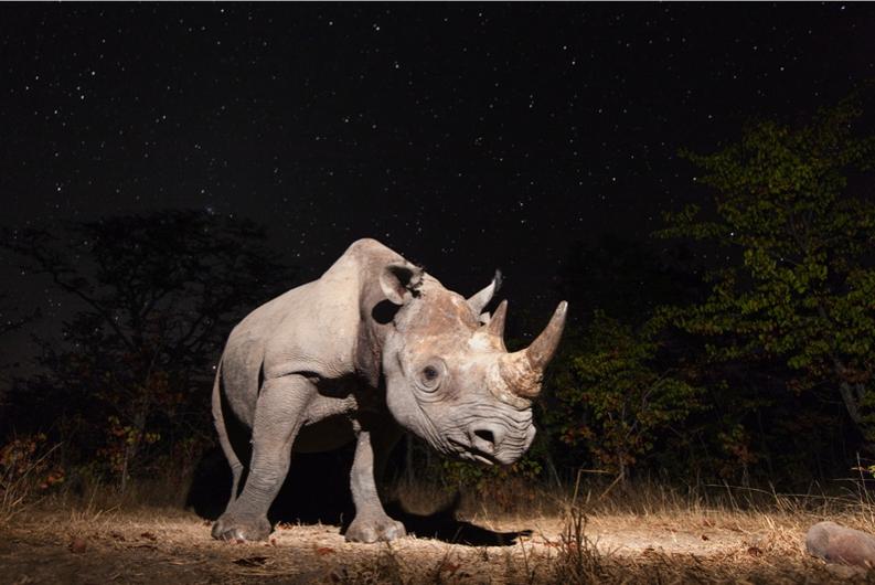 BBC Wildlife Camera-trap Photo of the Year 2014 