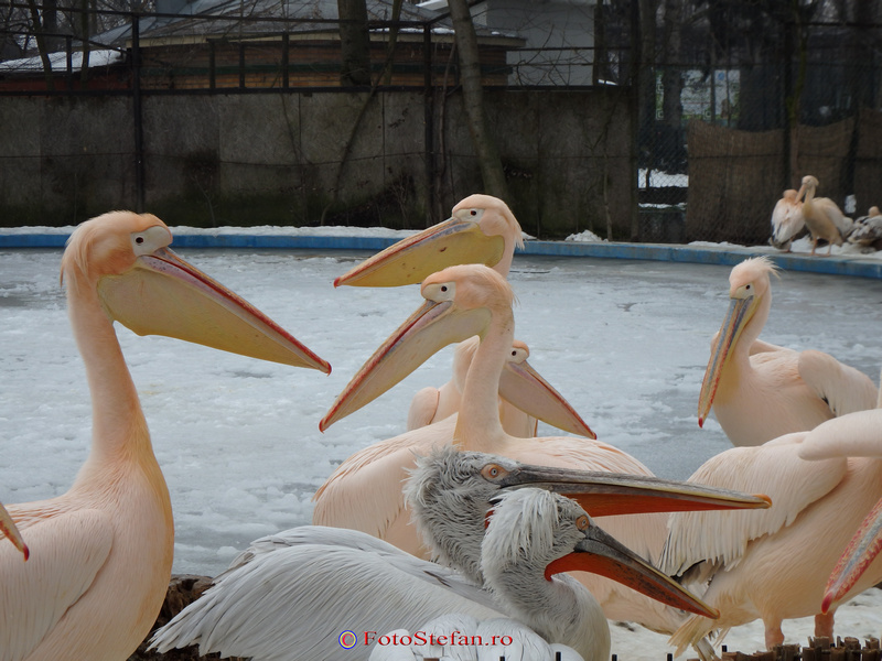 pelicani gradina zoologica bucuresti