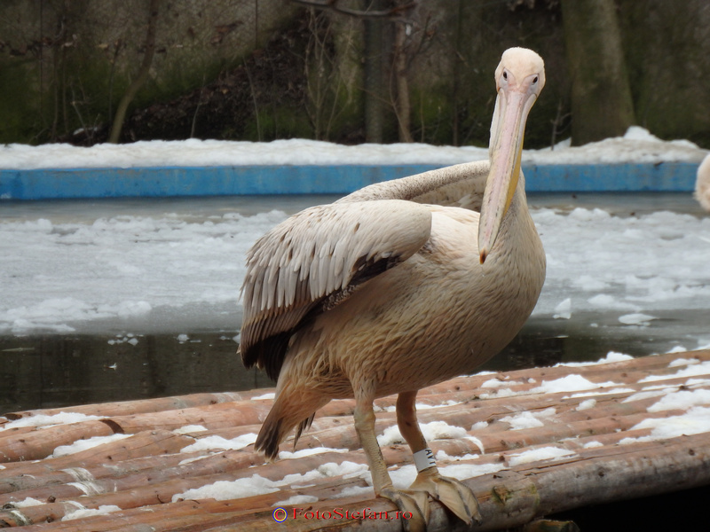 pelican gradina zoologica bucuresti baneasa