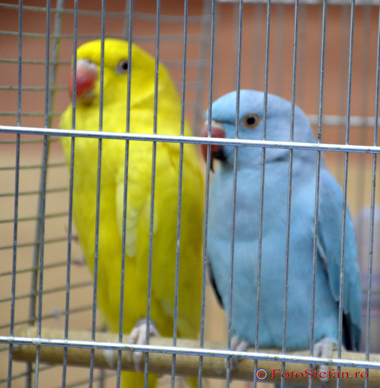 poze foto papagali colorati