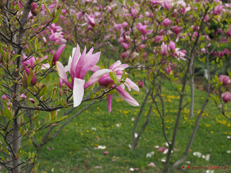 magnolii parcul morarilor sector 2 bucuresti