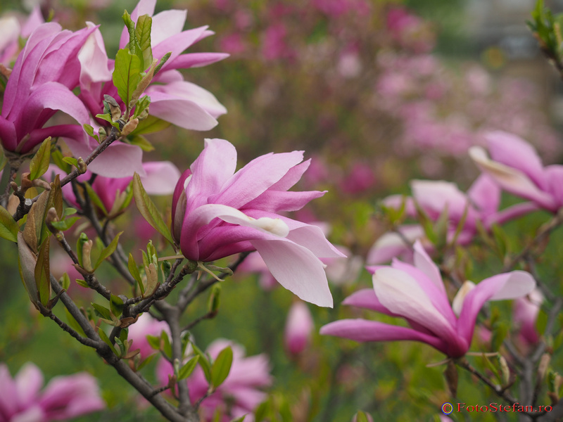 magnolii primavara bucuresti