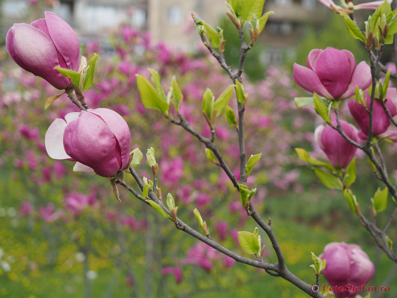 magnolii bucuresti