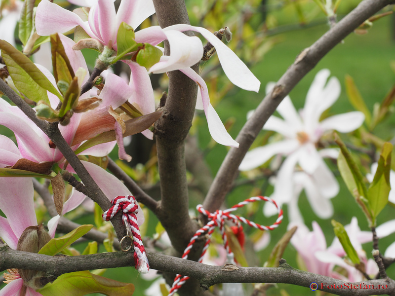 martisoare magnolia
