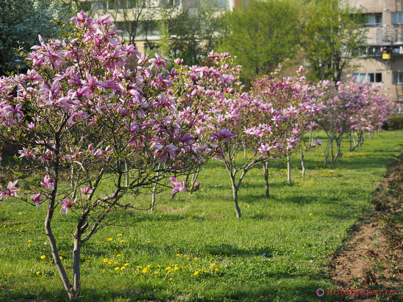 magnolii inflorite bucuresti