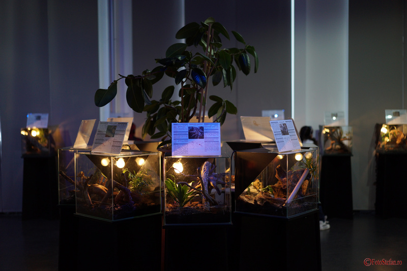Tesaturi periculoase": expozitia de paianjeni si scorpioni vii la muzeul Antipa