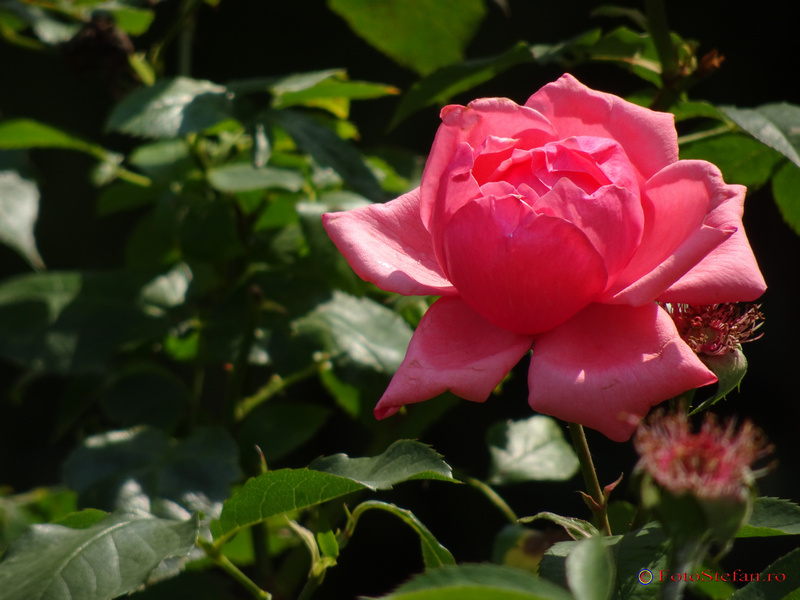 Sony HX90 trandafir flower photo