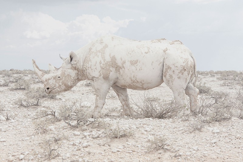 poza rinocer alb Maroesjka Lavigne, Belgia 
