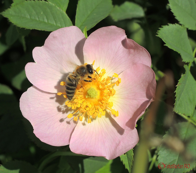 poza albina floare parcul pantelimon bucuresti