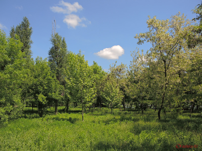 verdeata verde parcul pantelimon bucuresti