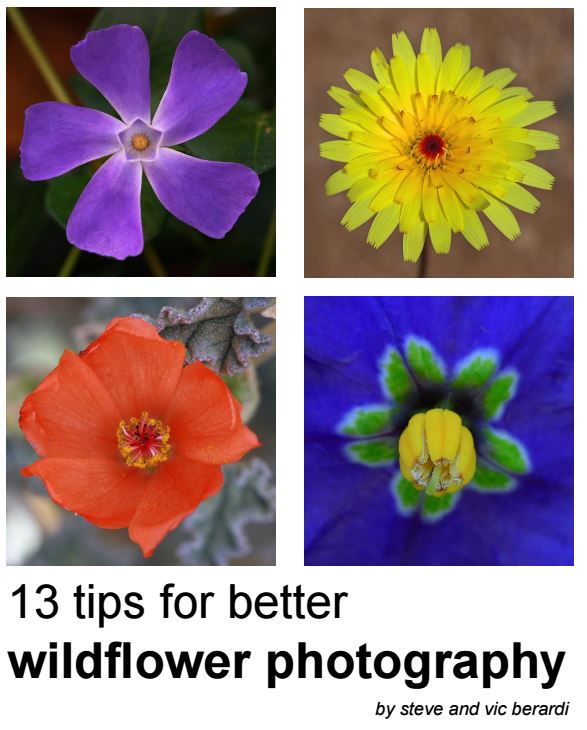 carte electronica online gratuita fotografierea florilor
