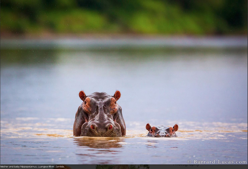 fotograf Will Burrard-Lucas hipopotani afica zambia