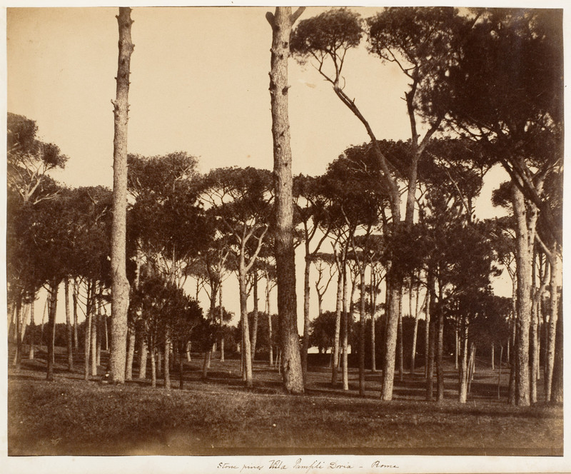 veche poza gratuita pini umbrela roma italia 1850