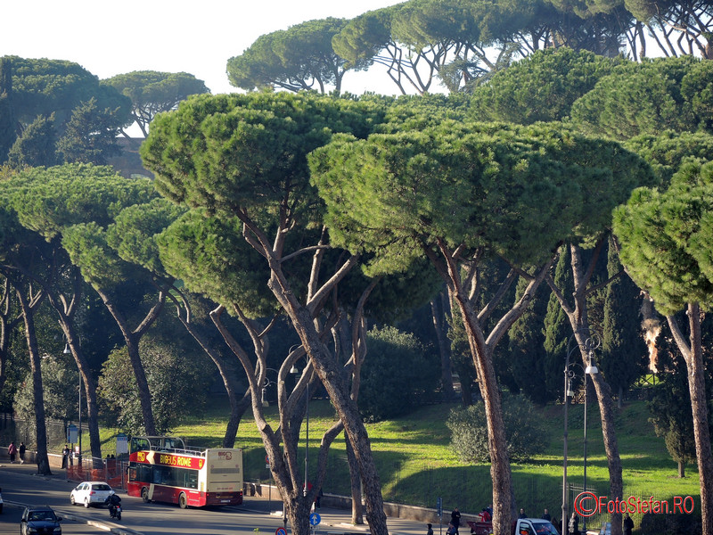 poza Pinus Pinea roma italia decembrie