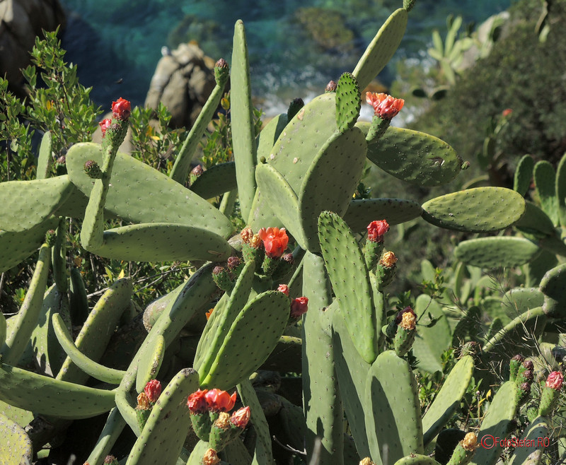 poza foto cactusi infloriti lloret de mar costa brava