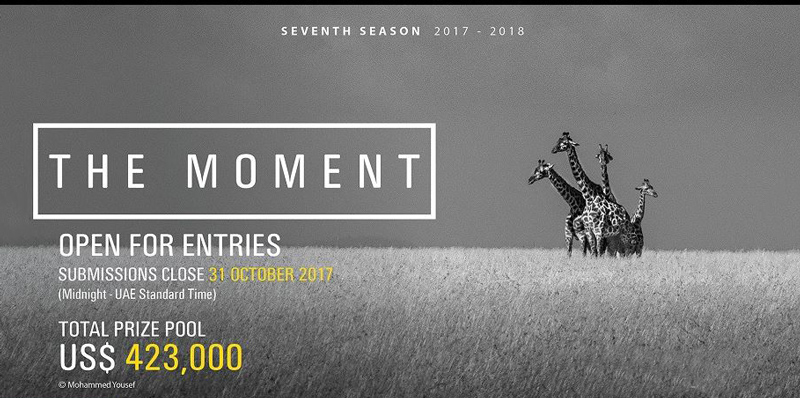 poza alba negru girafe concurs de fotografie Hamdan International Photography Award