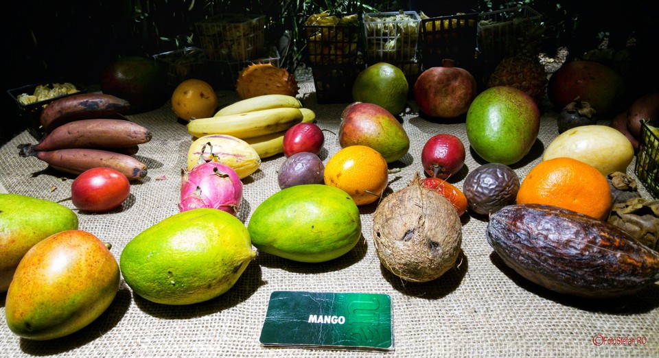 poza fructe exotice mango bar of the world