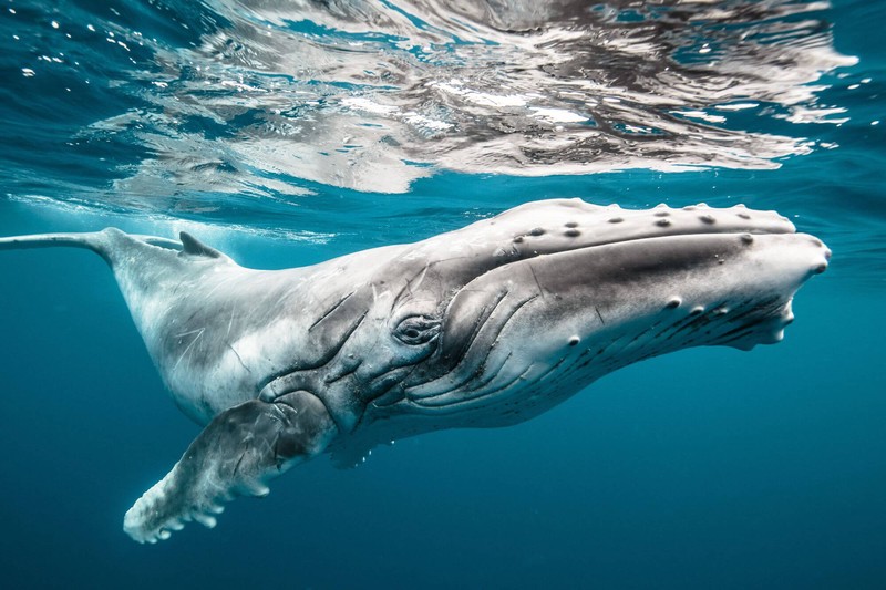 poza balena ocean fotografie subacvatica