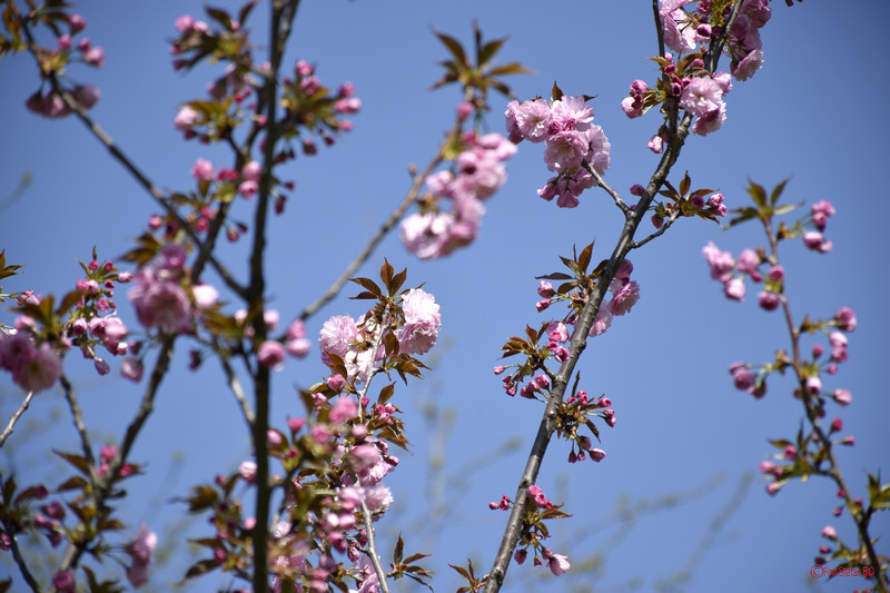 poze fotografii flori cires gradina japoneza bucuresti