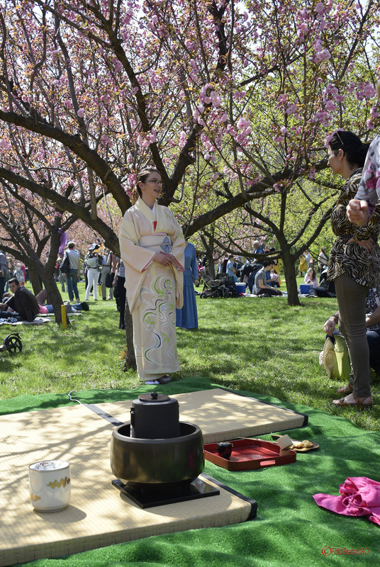 ceremonia ceaiului gradina japoneza parcul herastrau bucuresti