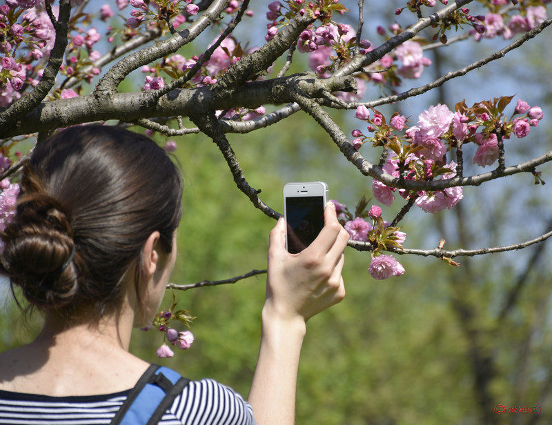 fotografiere telefonul mobil fata poza flori ciresi parcul herastrau bucuresti