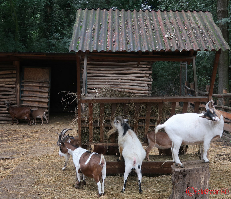 Gradina Zoologica Timisoara poze capre fotografii