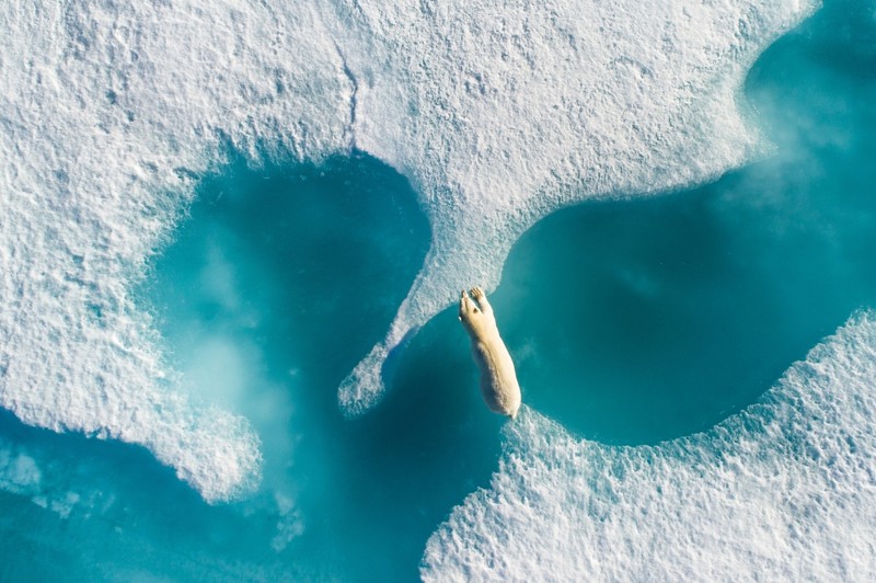 fotografia aerina urs polar fotograf florian ledoux