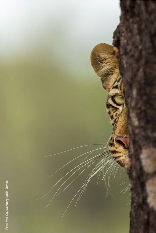 poza leopard animal salbatic copac MML-Photo Contest