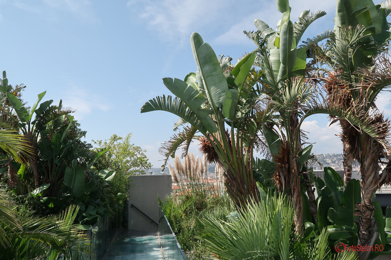 poze fotografii palmieri nisa franta terasa mamc 