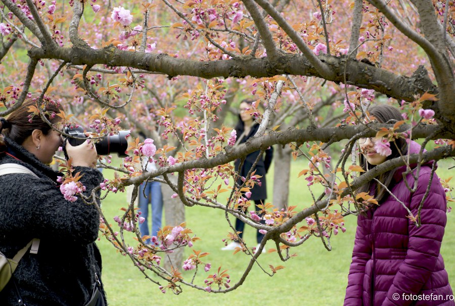 fotografii fete flori de cires gradina japoneza herastrau