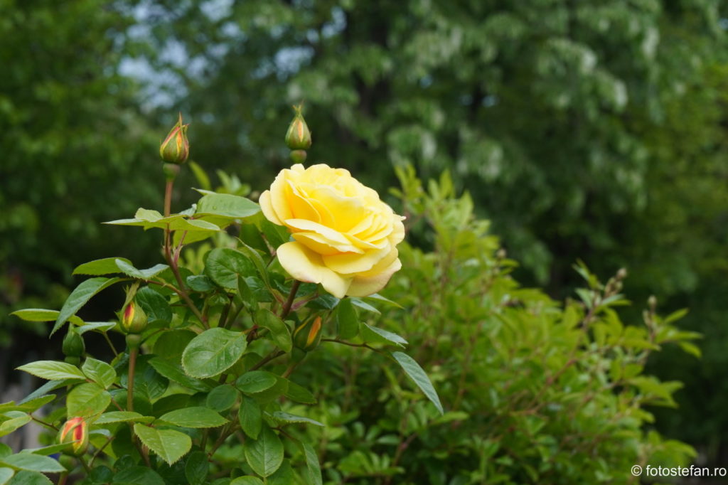 poza trandafir galben bucuresti Sony 16-70mm ZA OSS