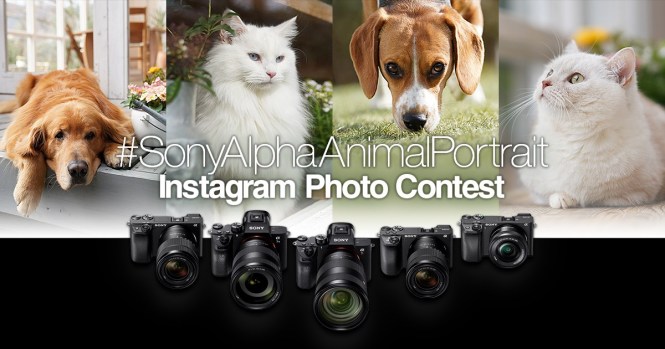 concurs foto portrete de animale de companie #SonyAlphaAnimalPortrait