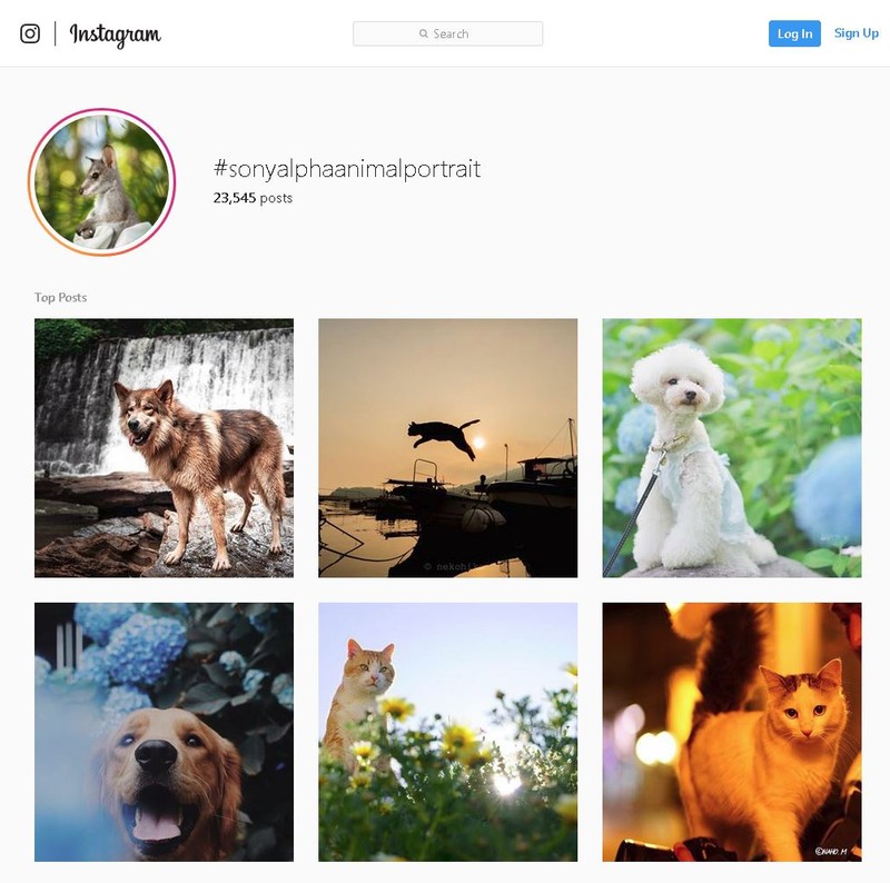 concurs portrete animale companie instagram premii sony