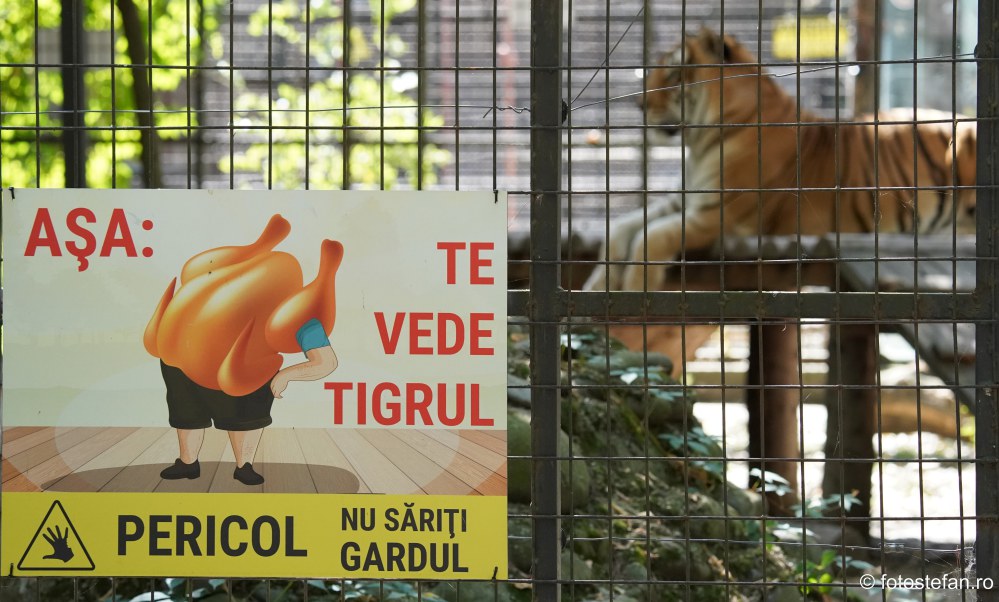 poze Gradina Zoologica Bucuresti fotografie tigru afis poster