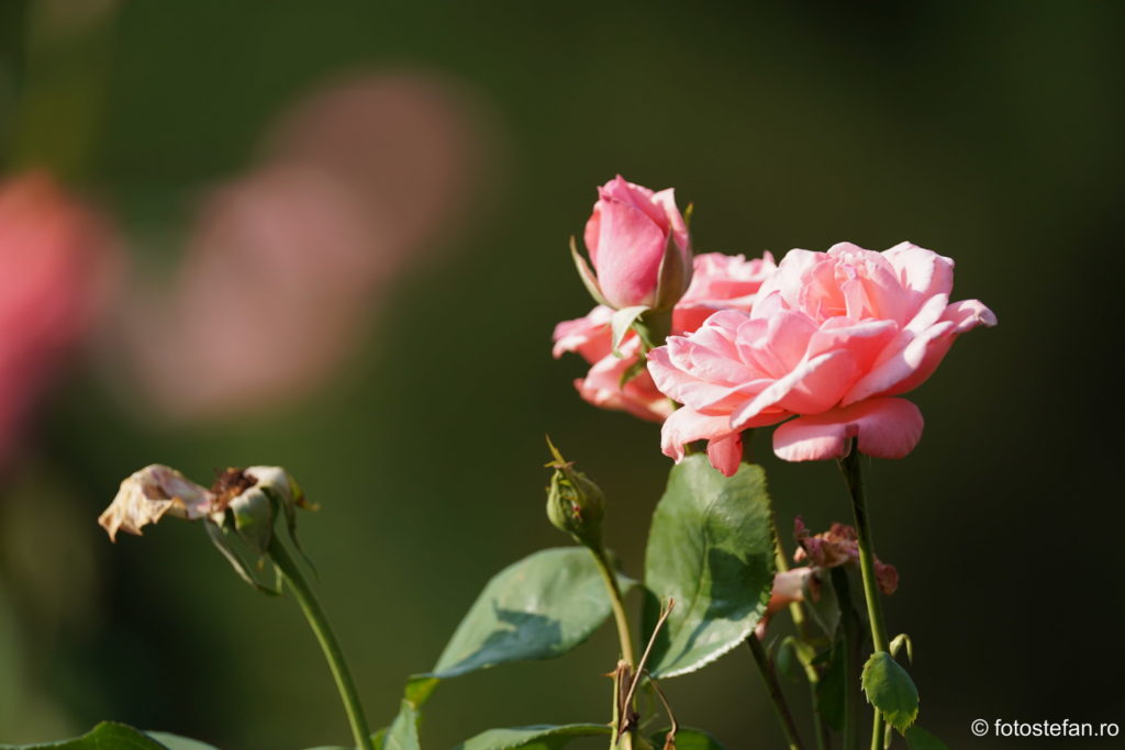 fotografii trandafiri bucuresti sony fe 200-600mm review