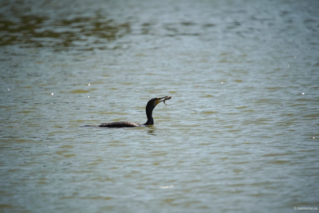 cormoran peste lac titian parc cuza bucuresti