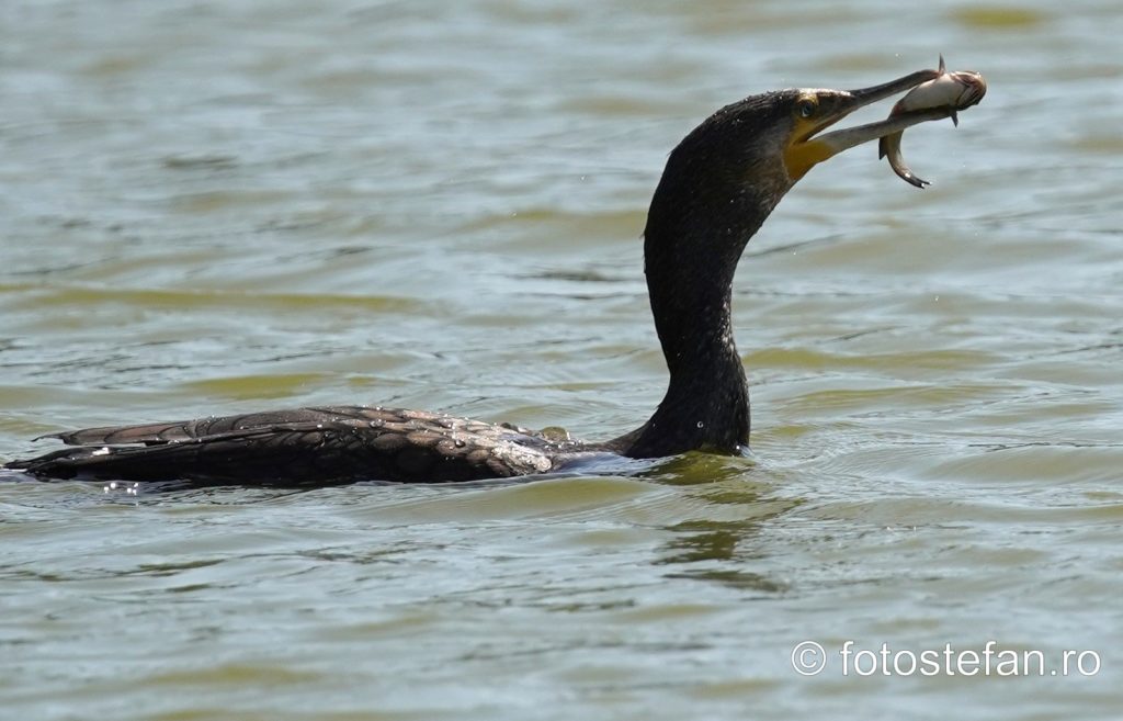 cormoran mananca peste lac titian parc cuza bucuresti zoom