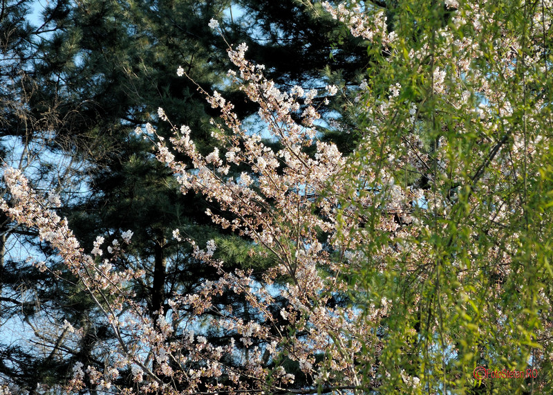 flori de cirese gradina japoneza herastrau bucuresti