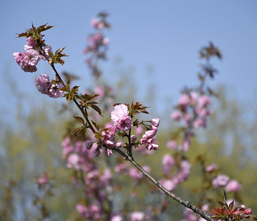 fotografierea florilor de cires gradina japoneza bucuresti