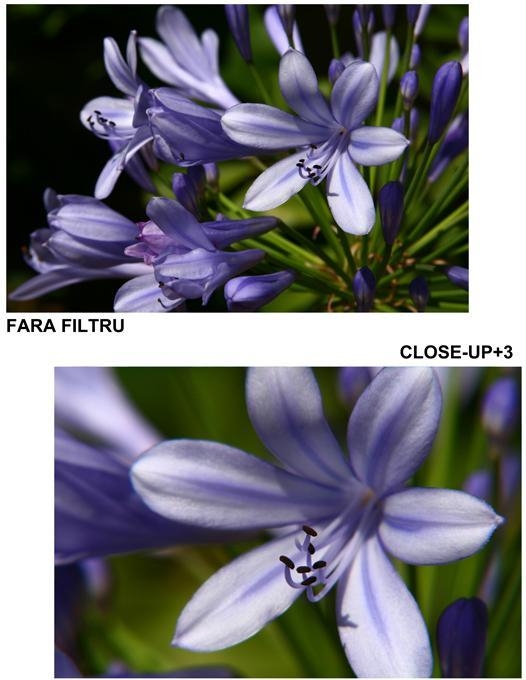 poza cu Filtrele close-up +3 b+w flori