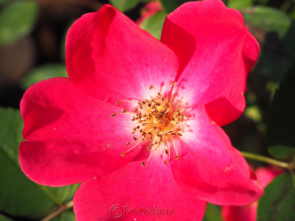 fotografie floare petale rosii detalii 
