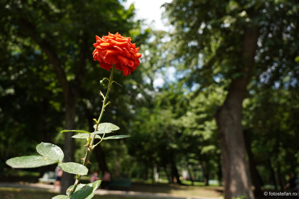 bokeh 16mm sony 16-55 f2.8 sample images rose flower red