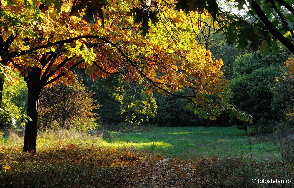 fotografii toamana culori frunze parc bucuresti