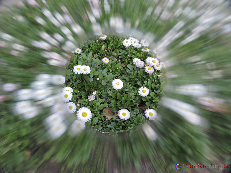 poze flori efecte speciale filtre