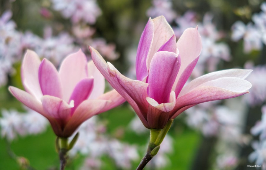 fotografierea florilor magnolii poze bucuresti romania