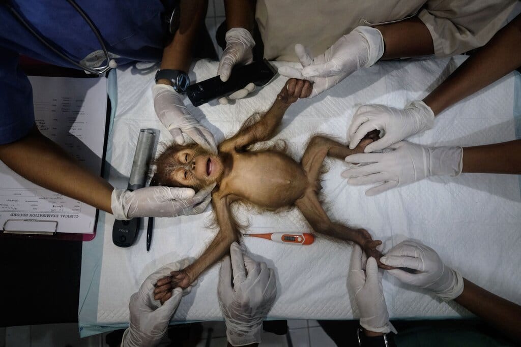 poza operatie maimuta oranguntan medici vetereniari